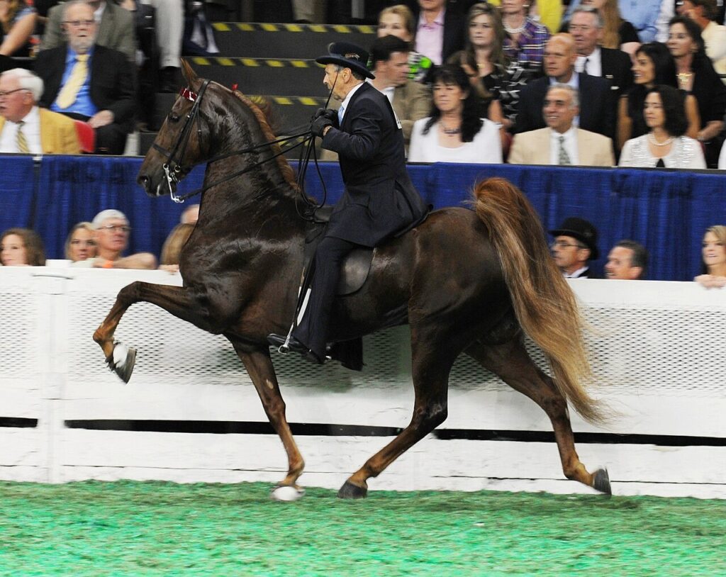 horse Five-Gaited Ability