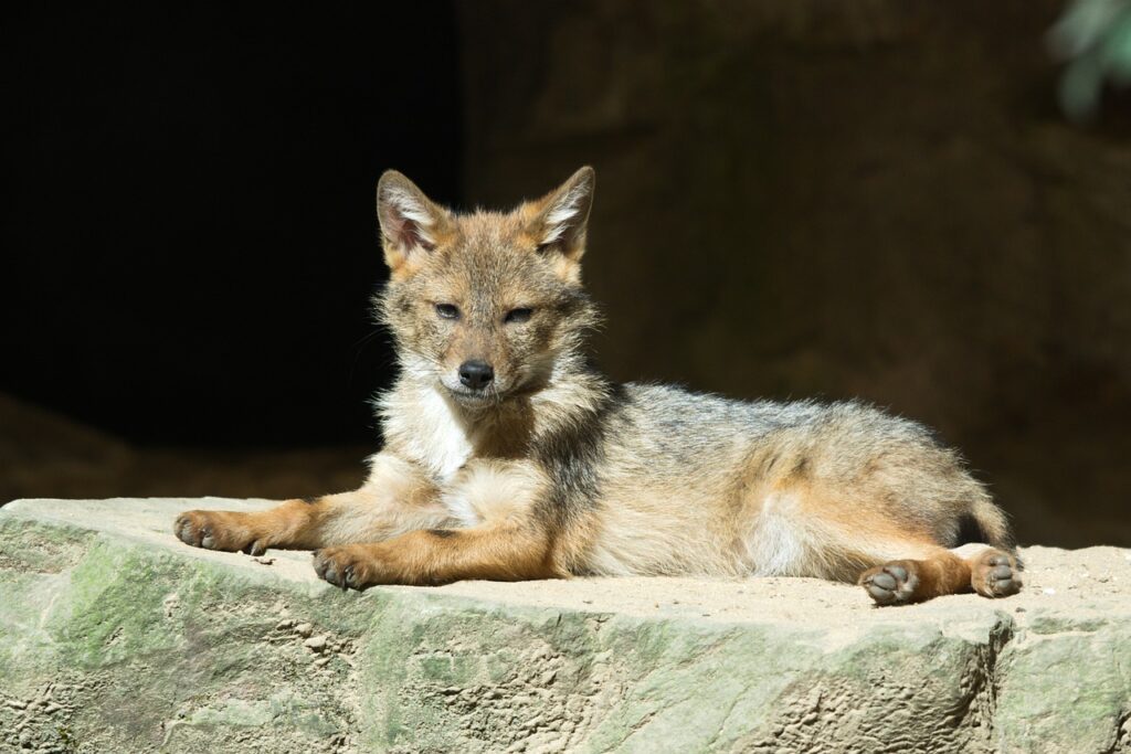 Young Coyote