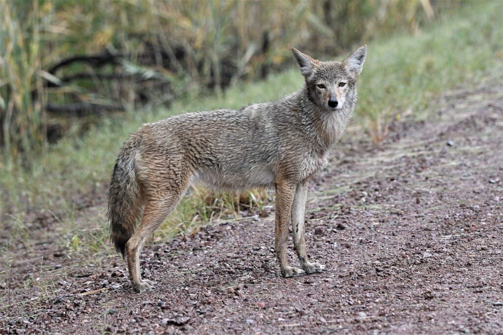 Coyote