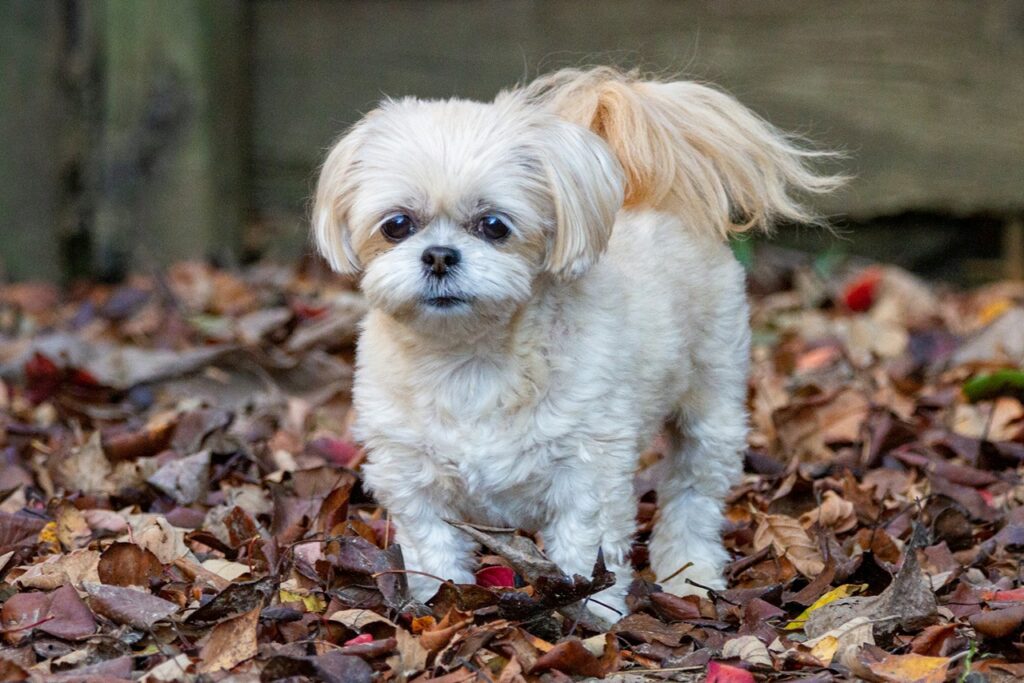 Shih TZu