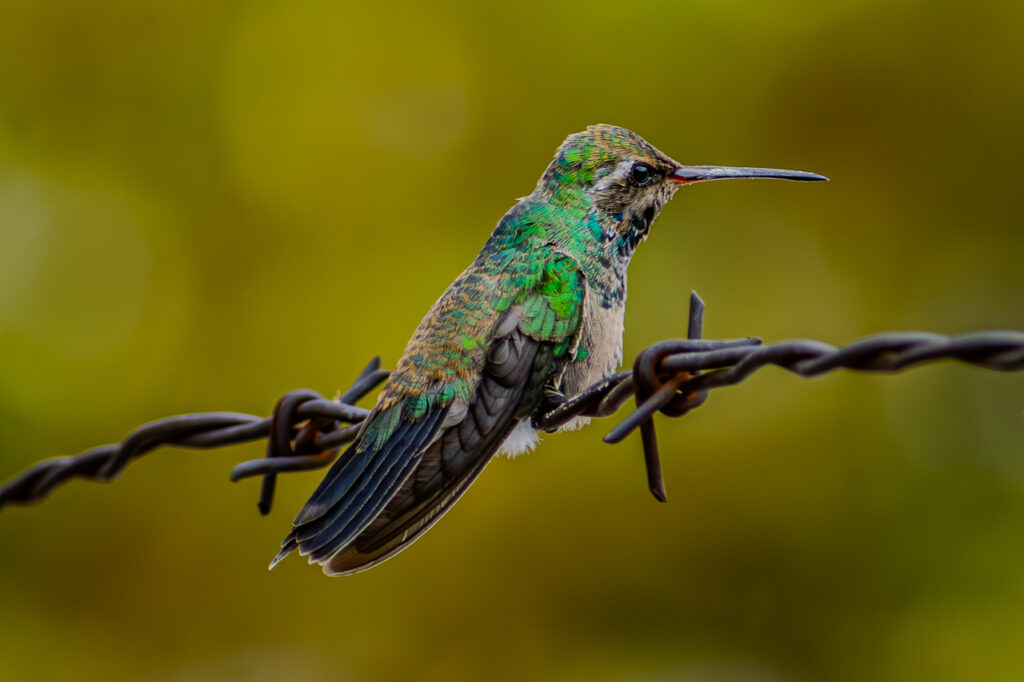 broad billed