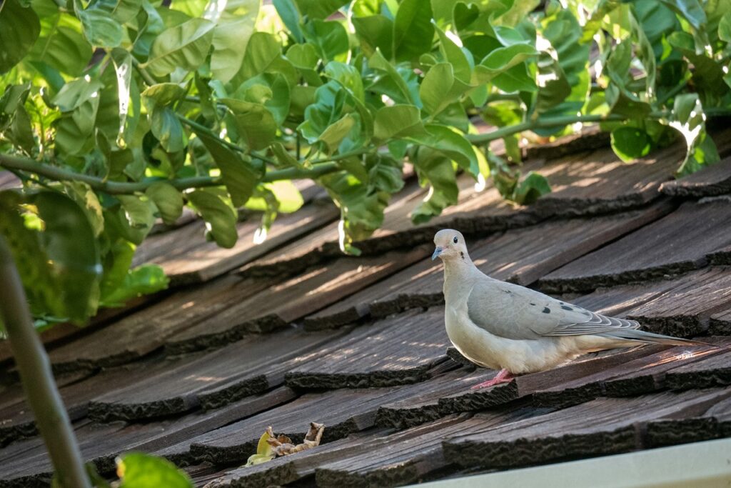 Mourning Dove
