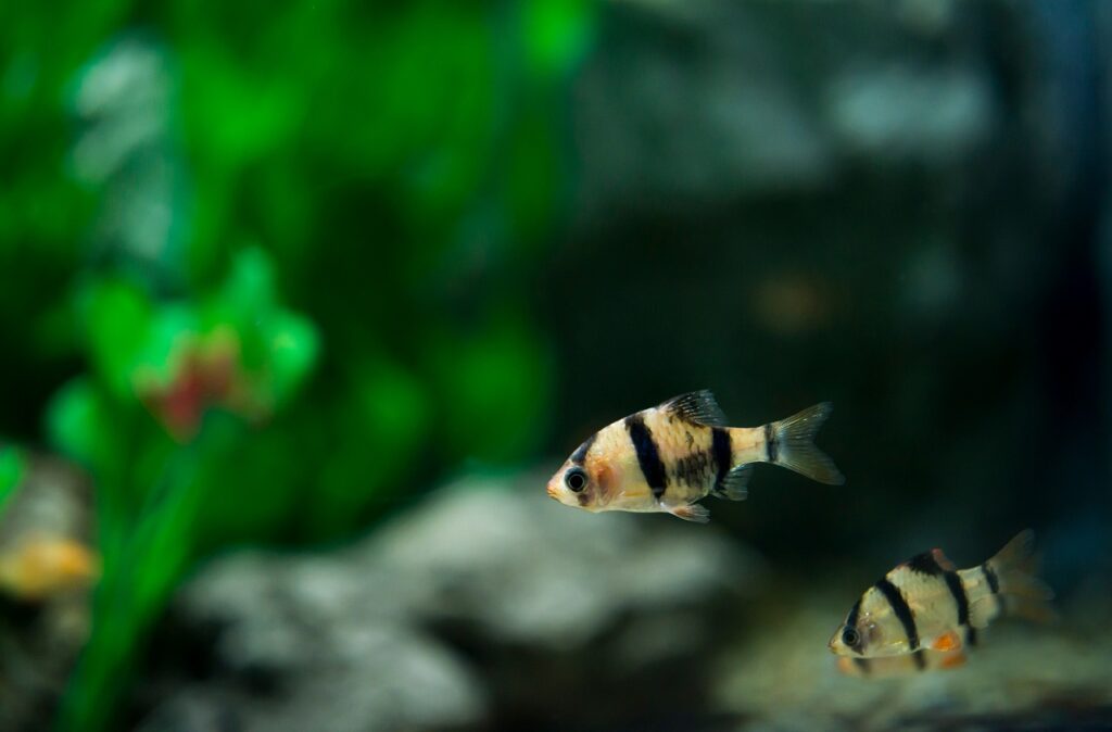 tiger barb