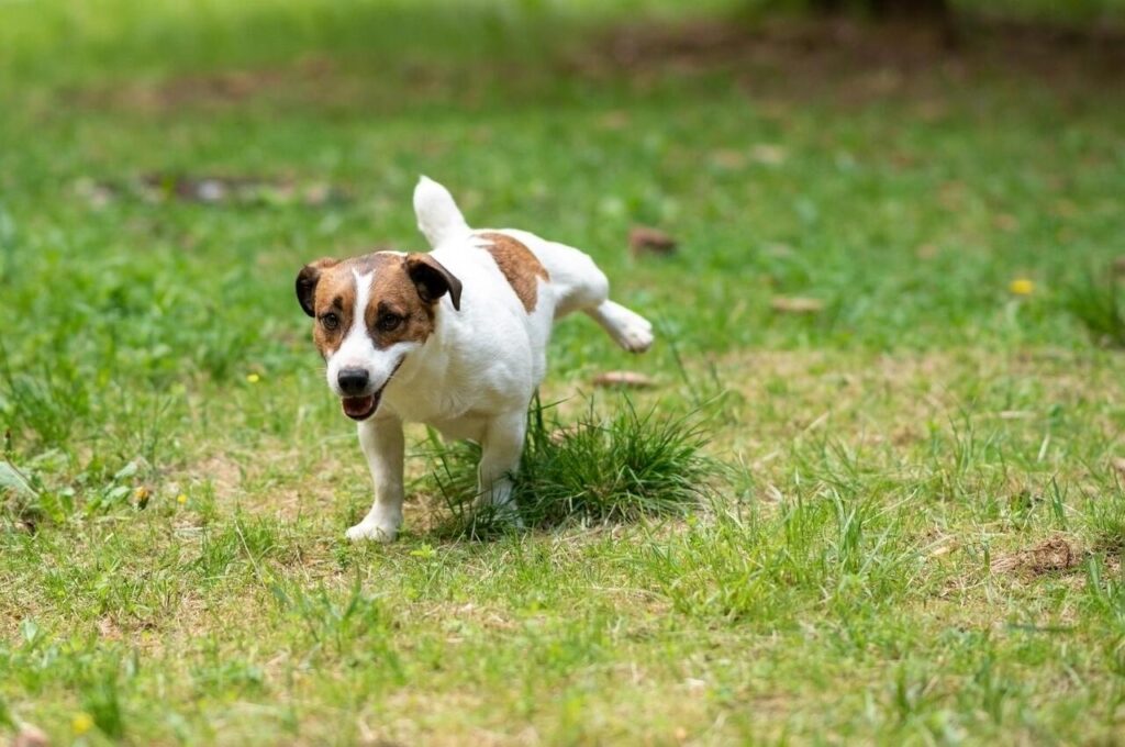 Not Watching for Subtle Signals during potty training/house training