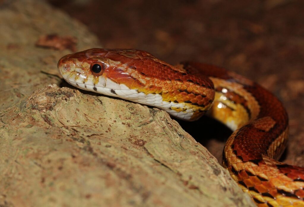 corn snake