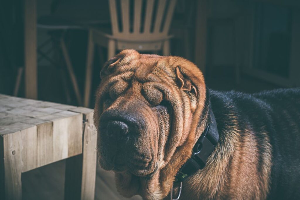 Shar-Pei skin issues