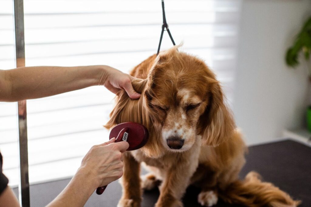 Cocker Spaniel Grooming