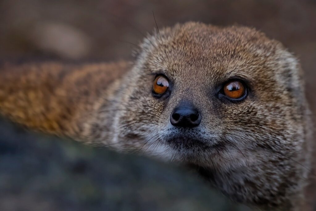 Closeup of a Mongoose
