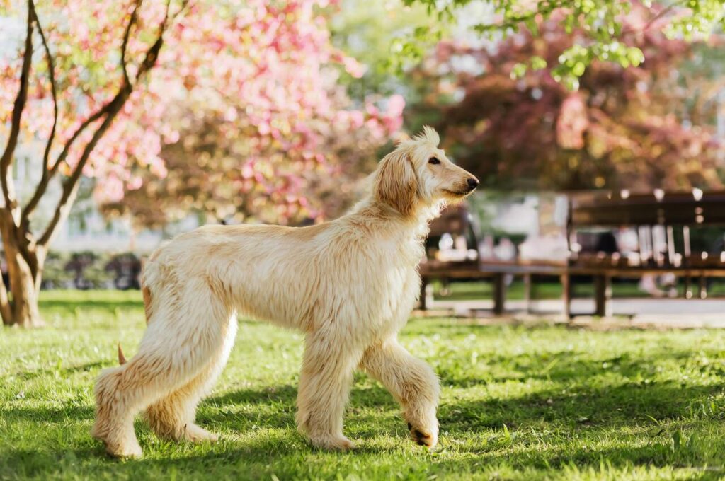 Afghan Hound