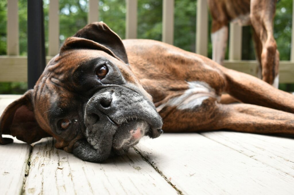 Boxer Dog