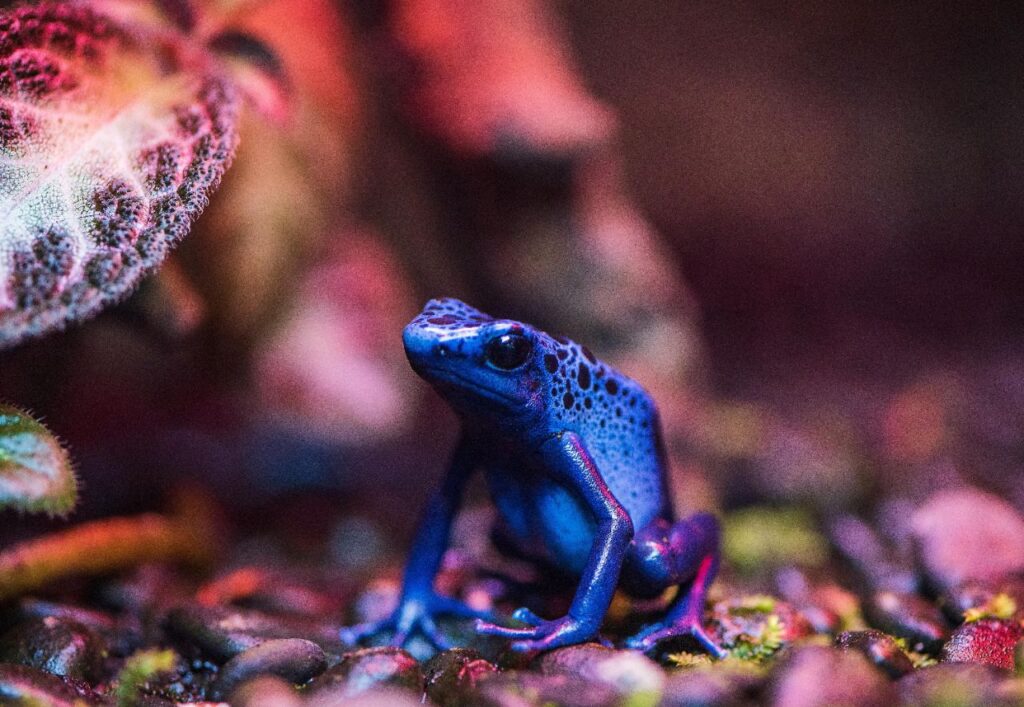 Dart Frog