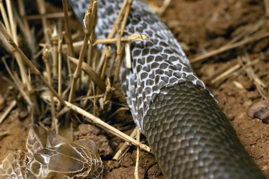 Snake Skin Shed