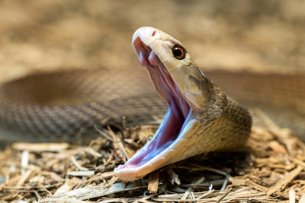 Closeup of snake jaw
