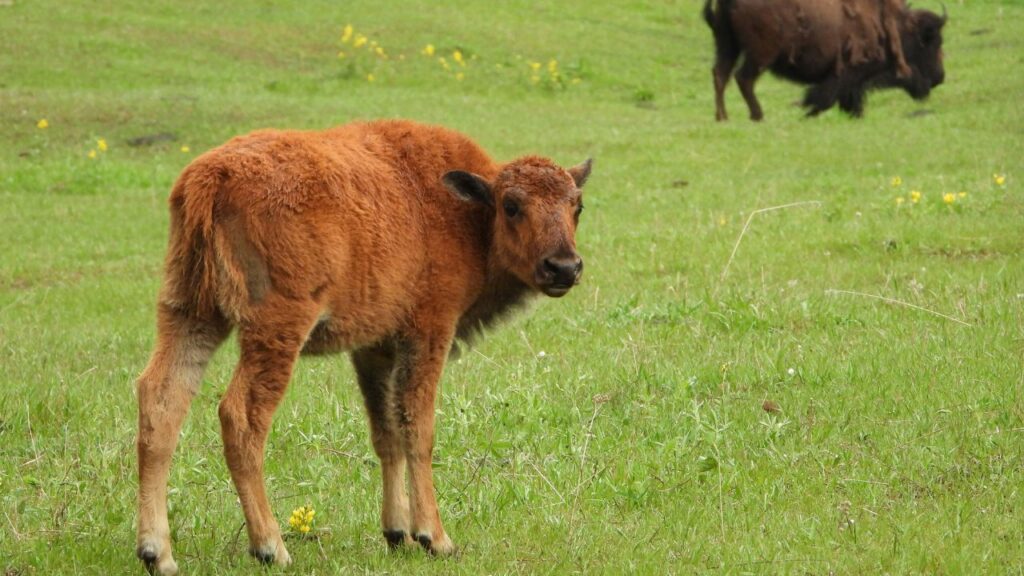 Bison calve