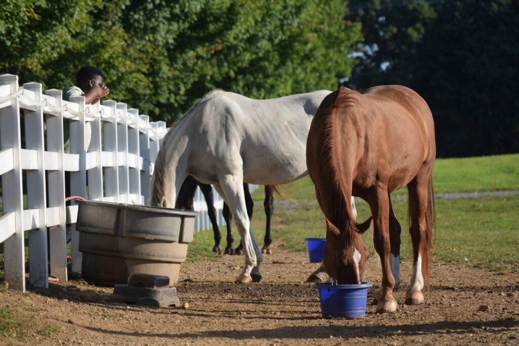 Thoroughbred horse