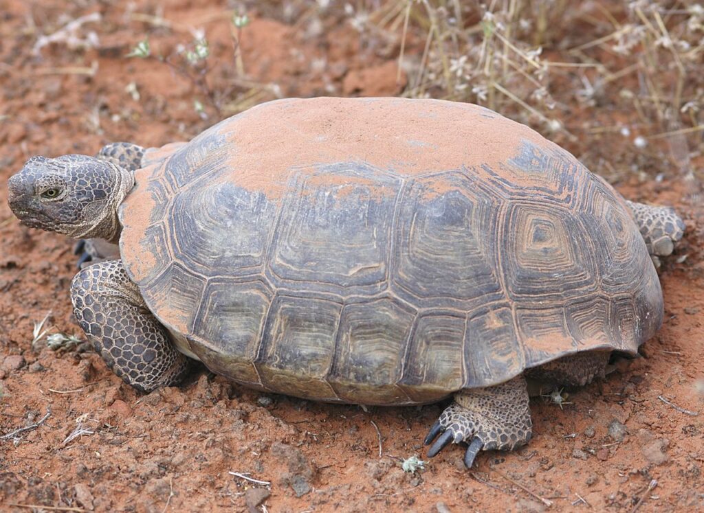 Desert Tortoise