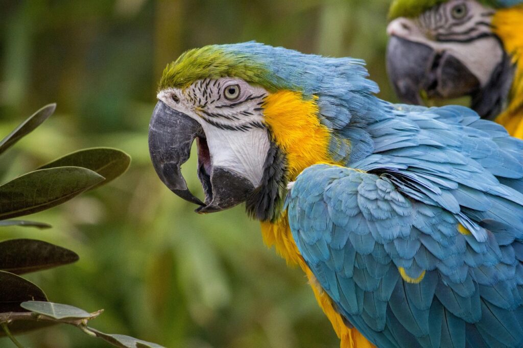 Macaw speaking