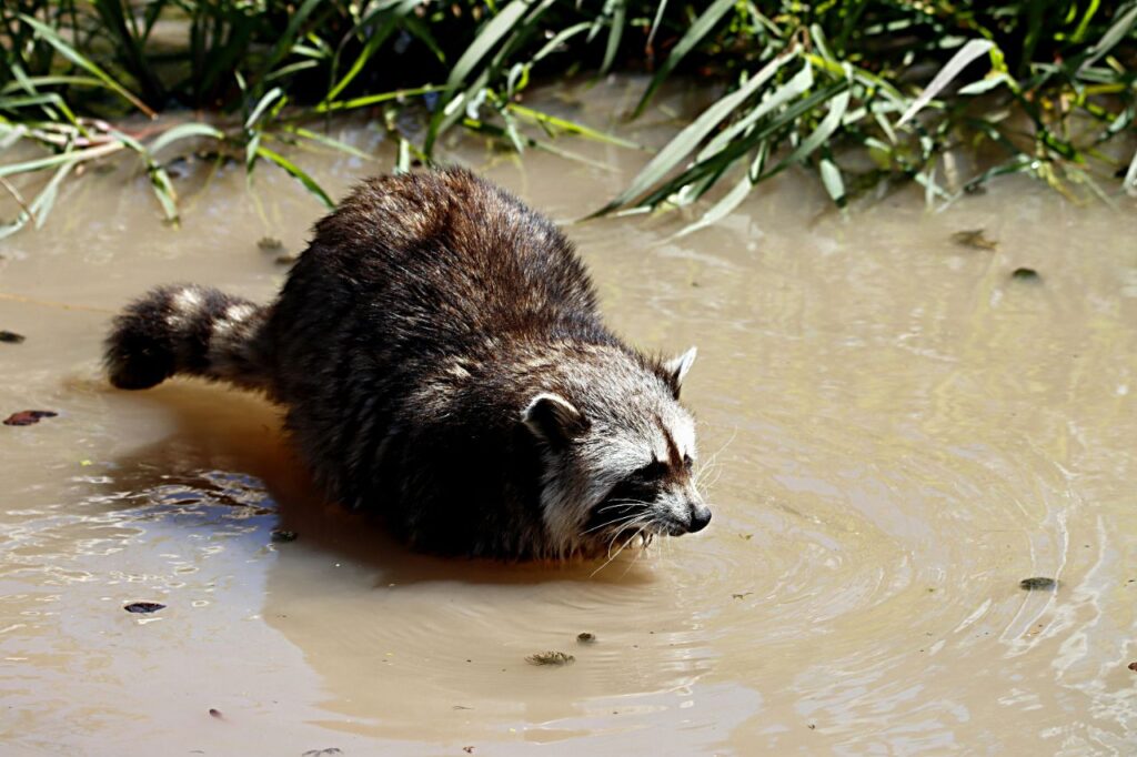 Dirty raccoon