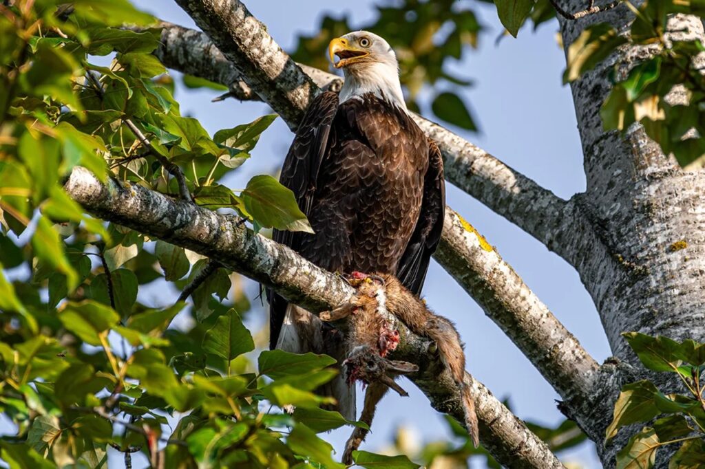 Bald Eagle hunt