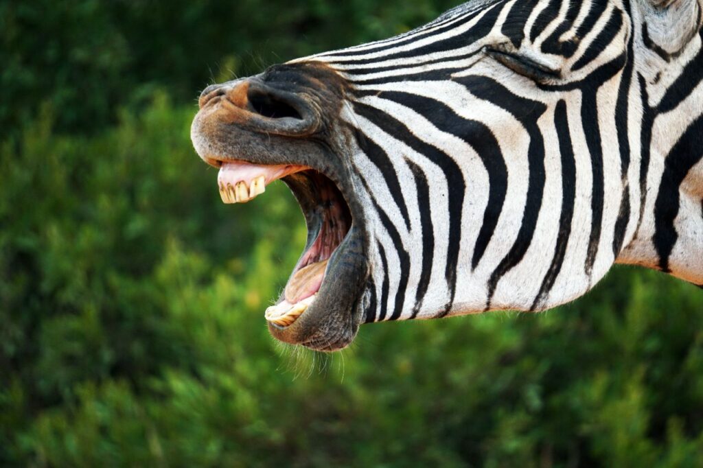 Zebra vocalizing