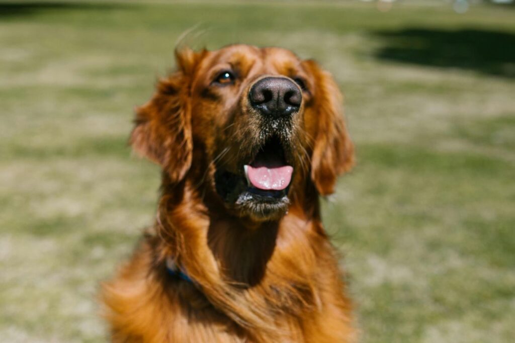 Dog Panting
