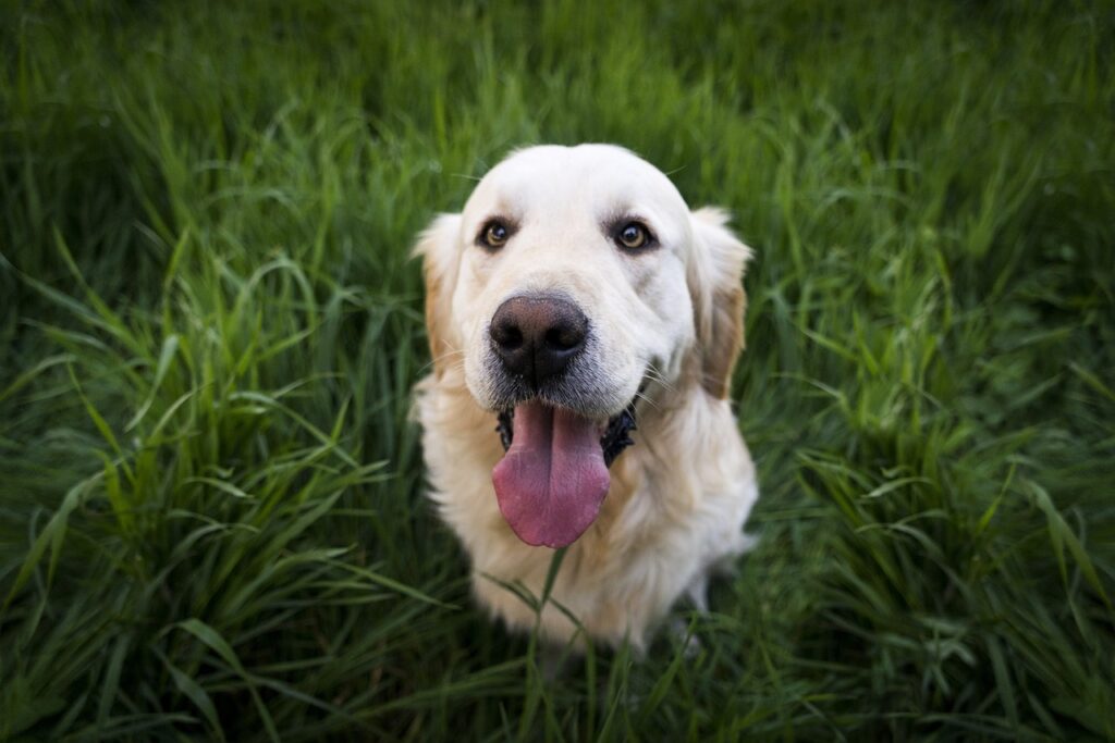 Dog Responding