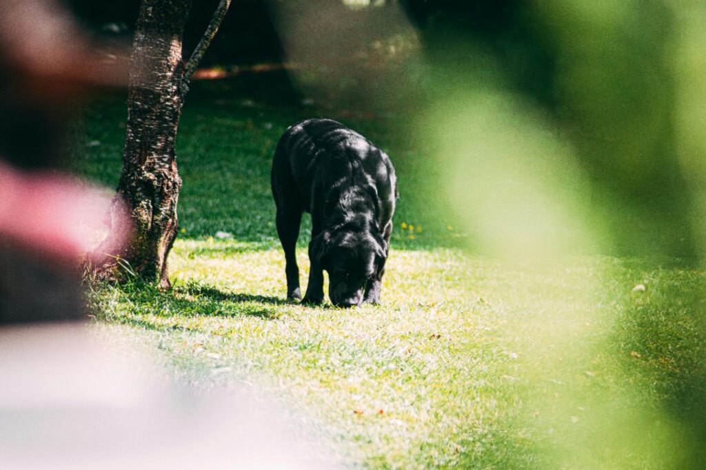 Dog eating grass