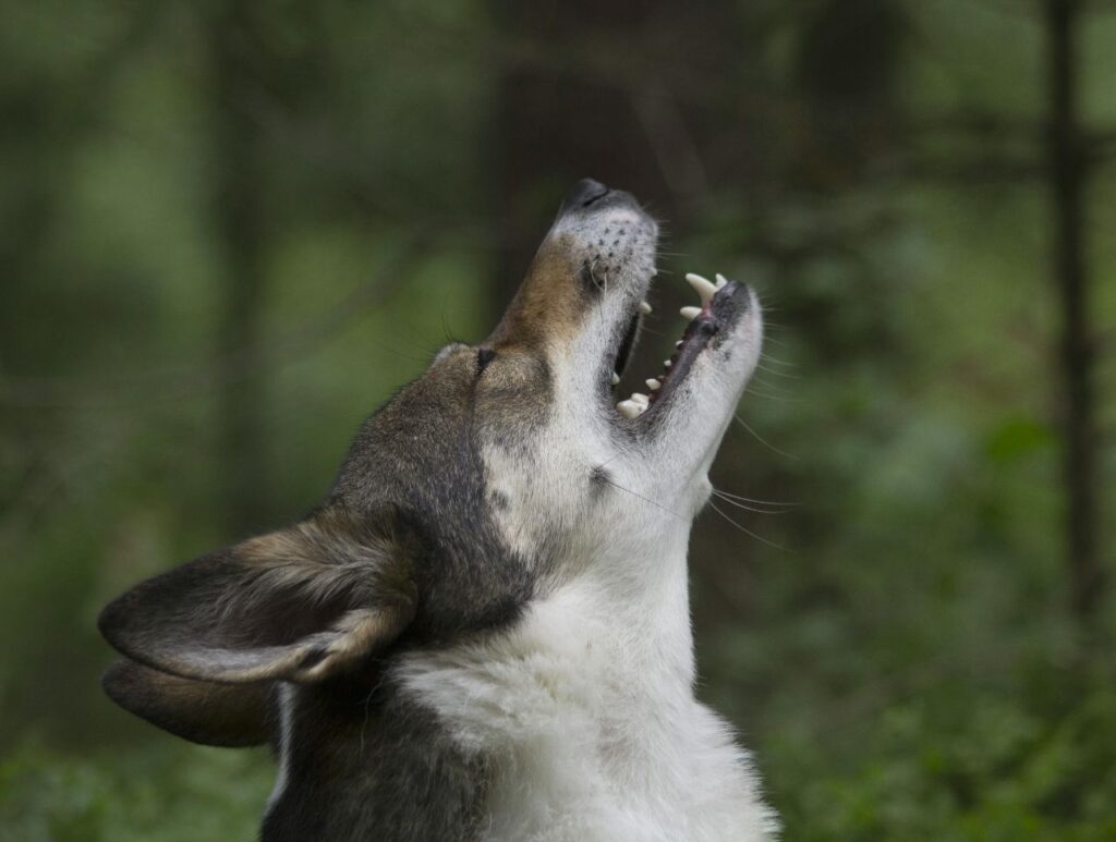 Dog howling
