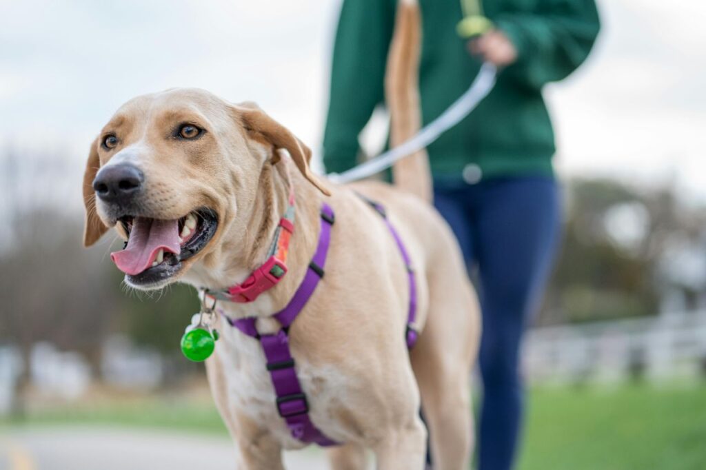 Dog on leash