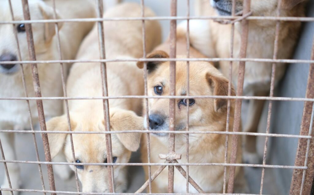 Dogs in Shelter