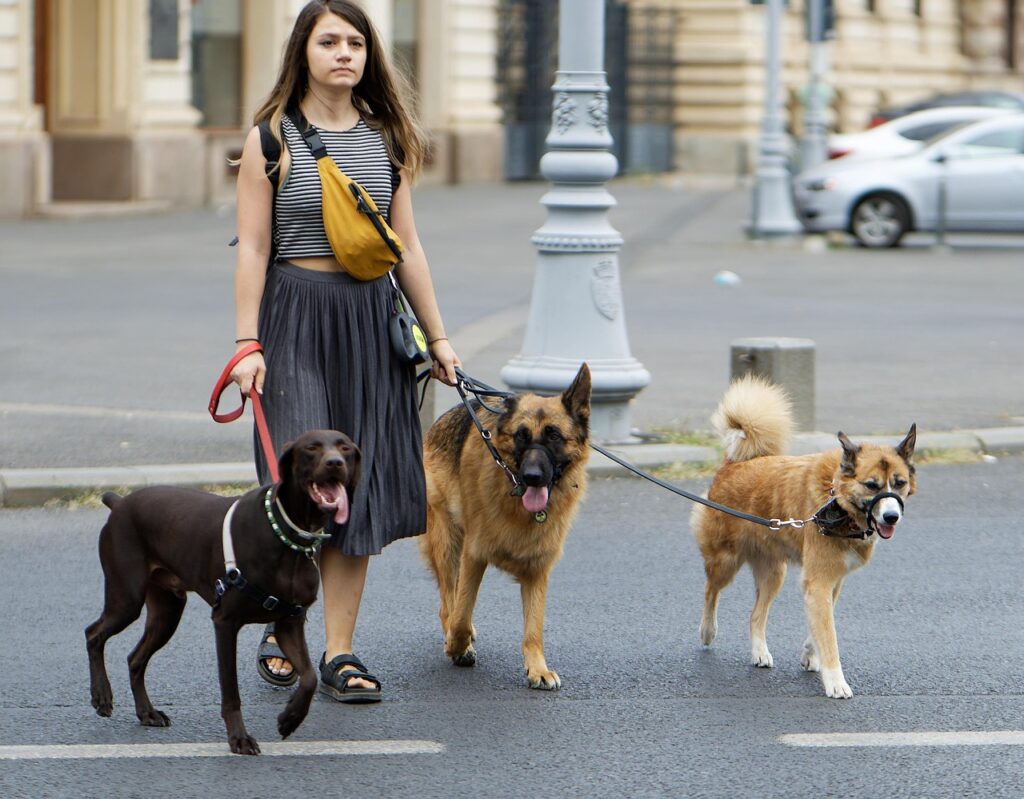 Dogs in public