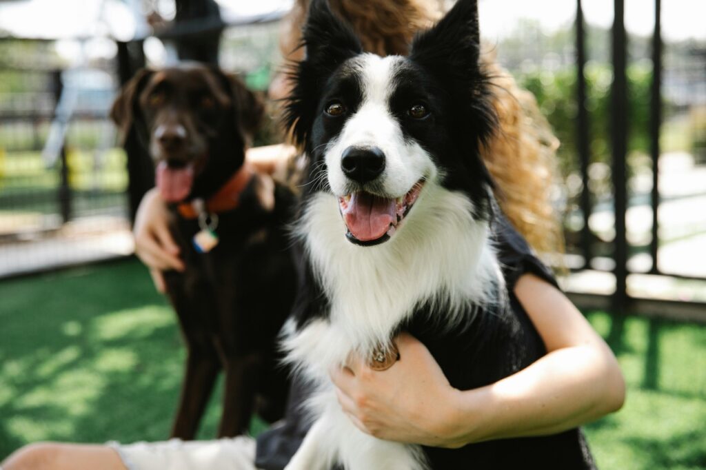 Dogs with owner