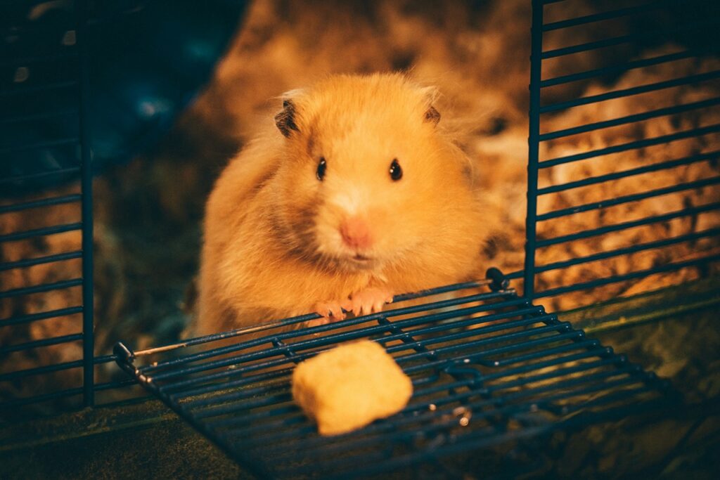 Hamster In cage