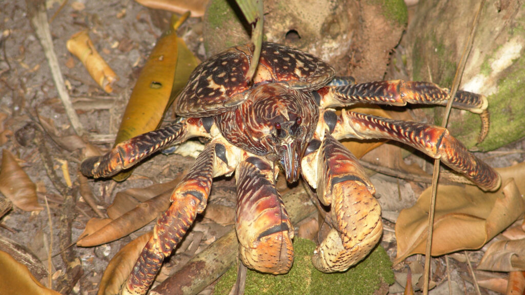 A Coconut Crab