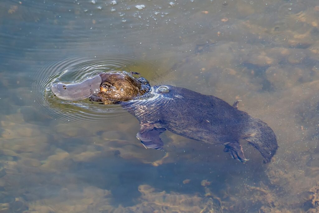 Male Platypus