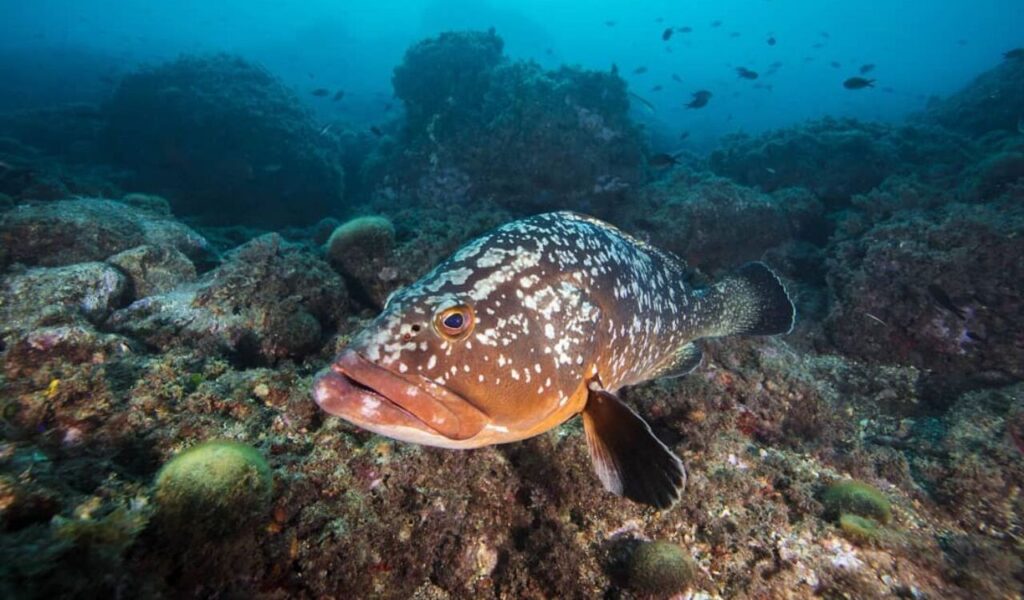 Dusky grouper resting on rocky seafloor.