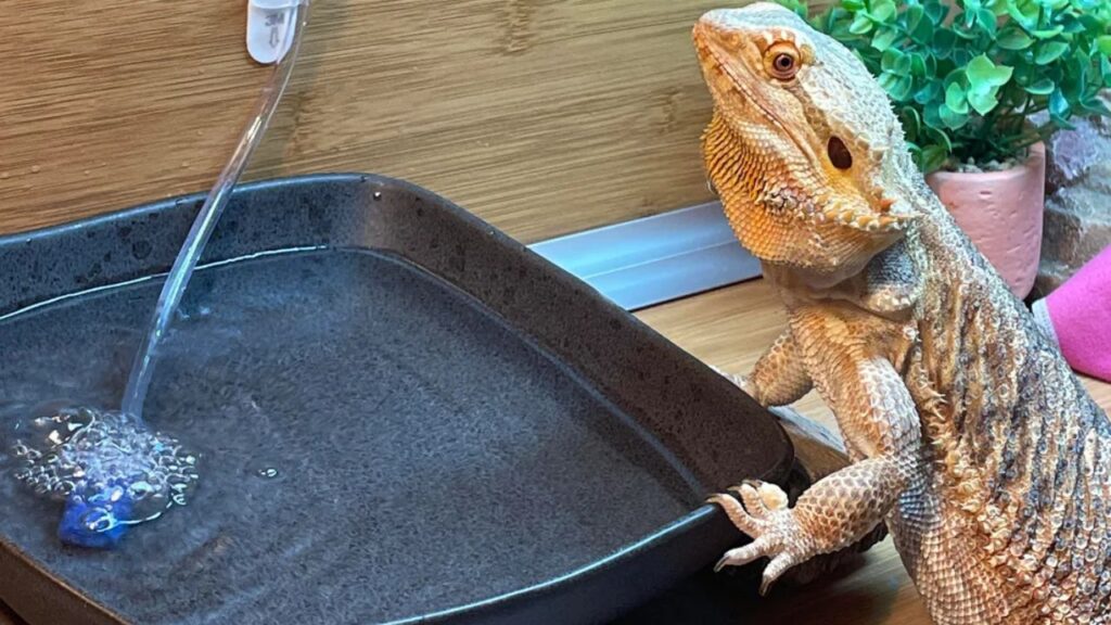 Reptile Drinkking water