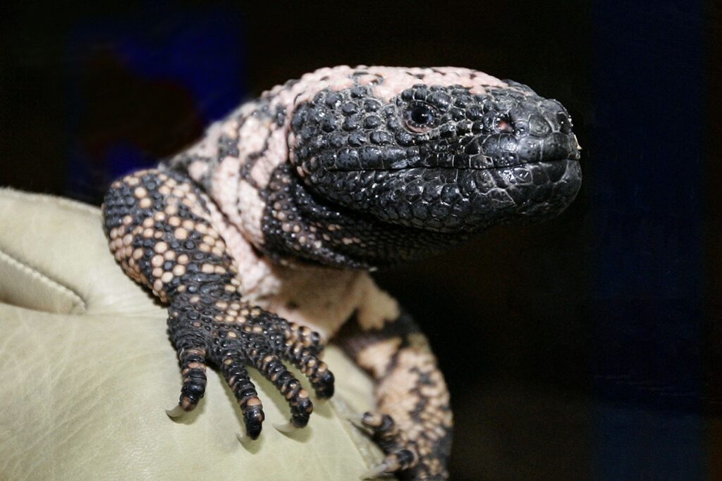 A Gila monster in captivity