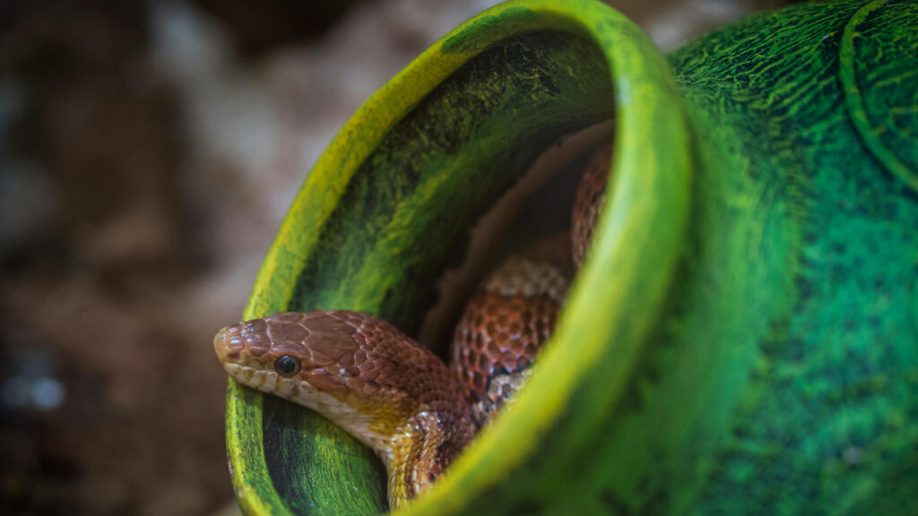 Copperhead in a jar