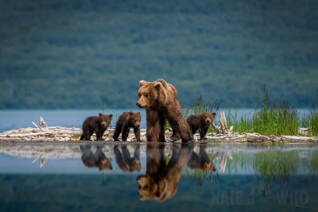 Bear Spotting, Katmai National Park, Alaska