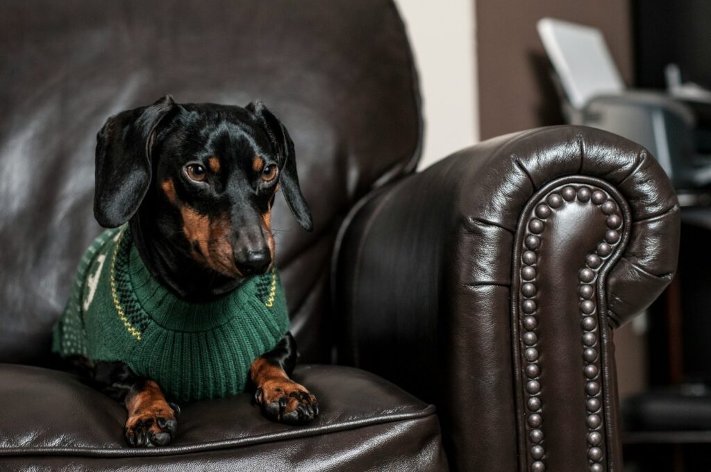 Dachshund