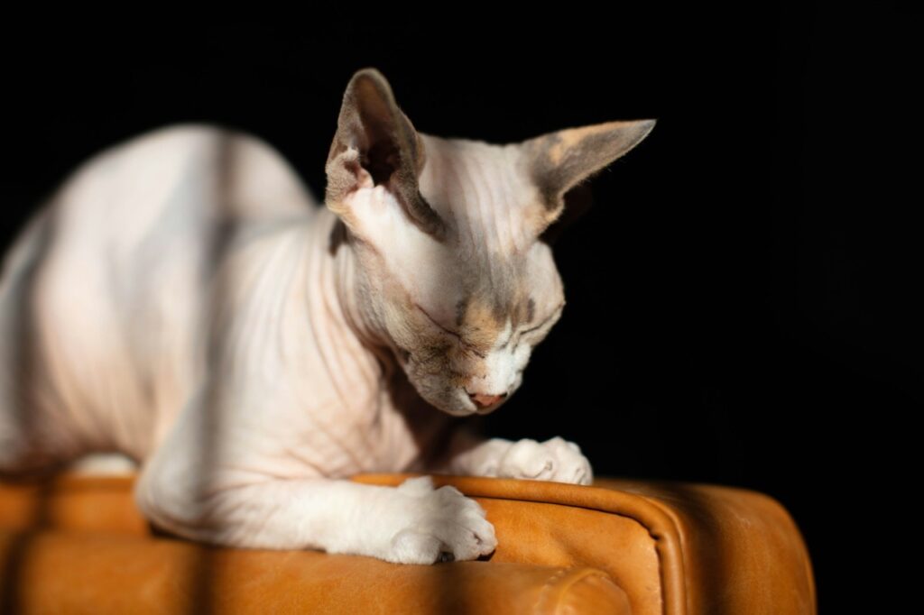 Sphynx Cat