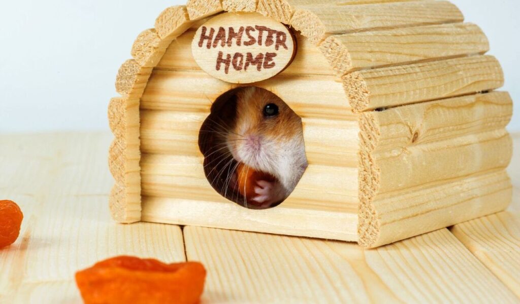 Hamster peeking out of a wooden house labeled “Hamster Home.”