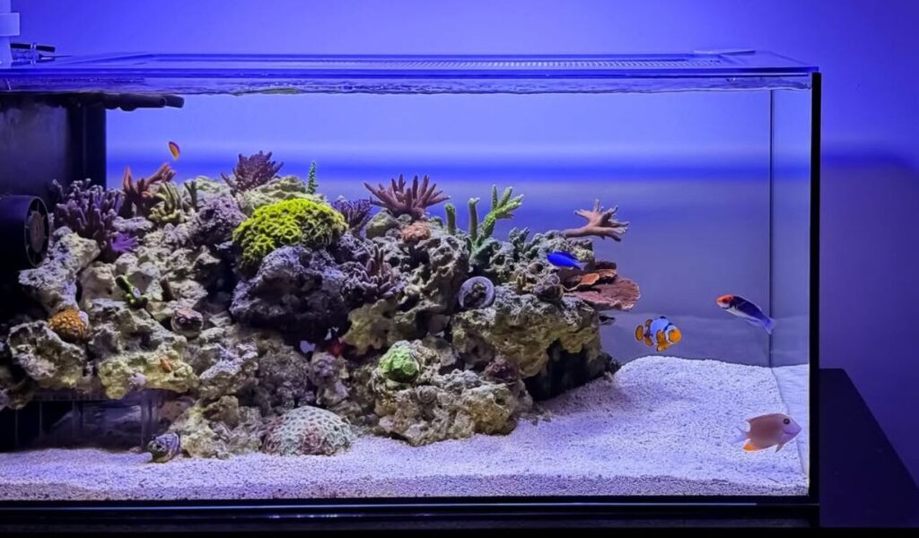 Colorful reef tank with fish and corals.
