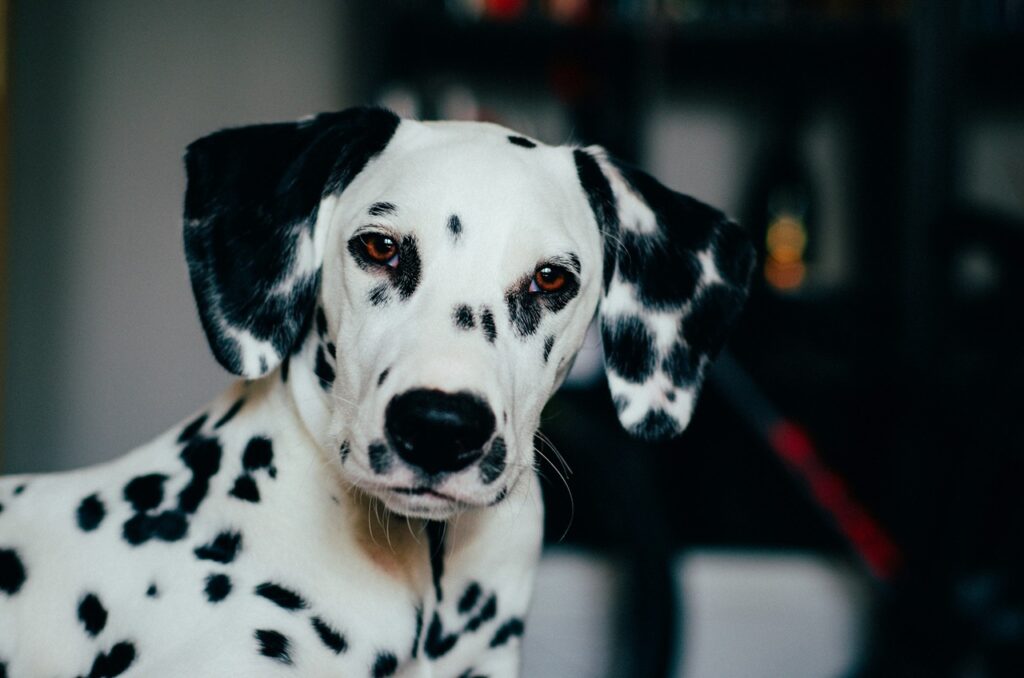 Dalmatian
