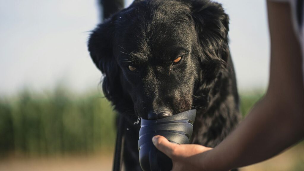 Dog Drinking Water