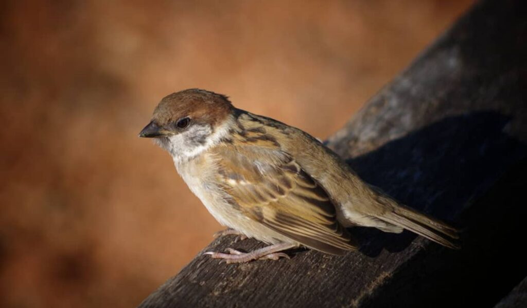 Woodpecker Finches