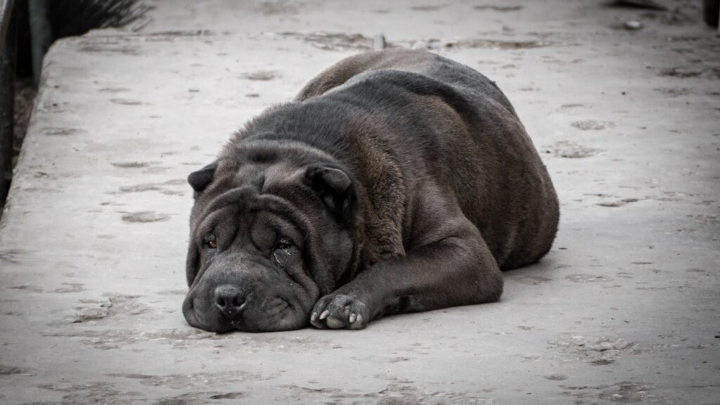 Shar-Pei