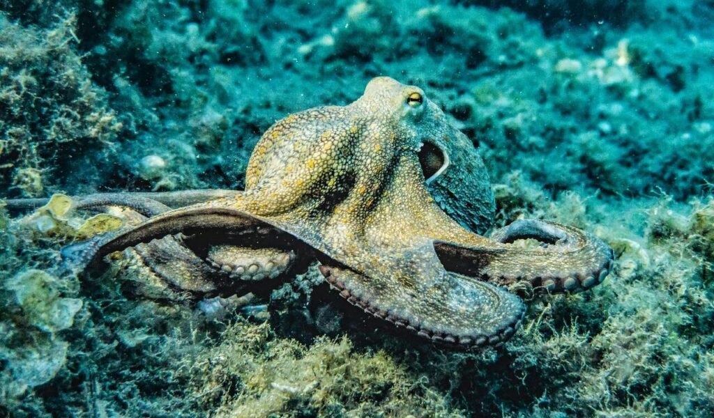 Selective Focus Photography of Octopus