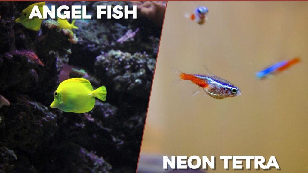 angel fish and neon tetra